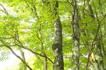 森の木々　愛知県豊田市　稲武地区　日本