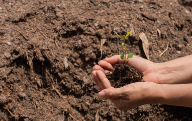 hand holding young plant ready to grow with healthy soil background, save the world and World Environment Day concept.