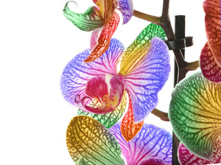 Beautiful rainbow orchid flowers on white background
