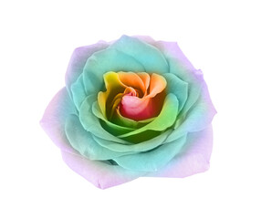 Beautiful rose flower on white background