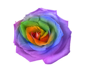 Obraz na płótnie Canvas Beautiful rose flower on white background