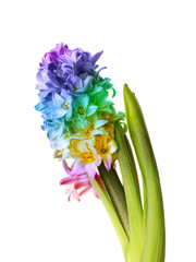 Beautiful rainbow hyacinth plant on white background