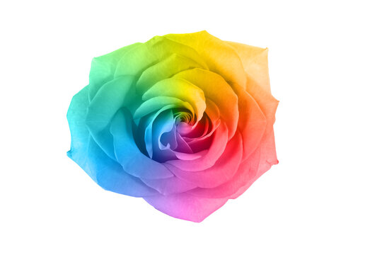 Beautiful rainbow rose flower on white background