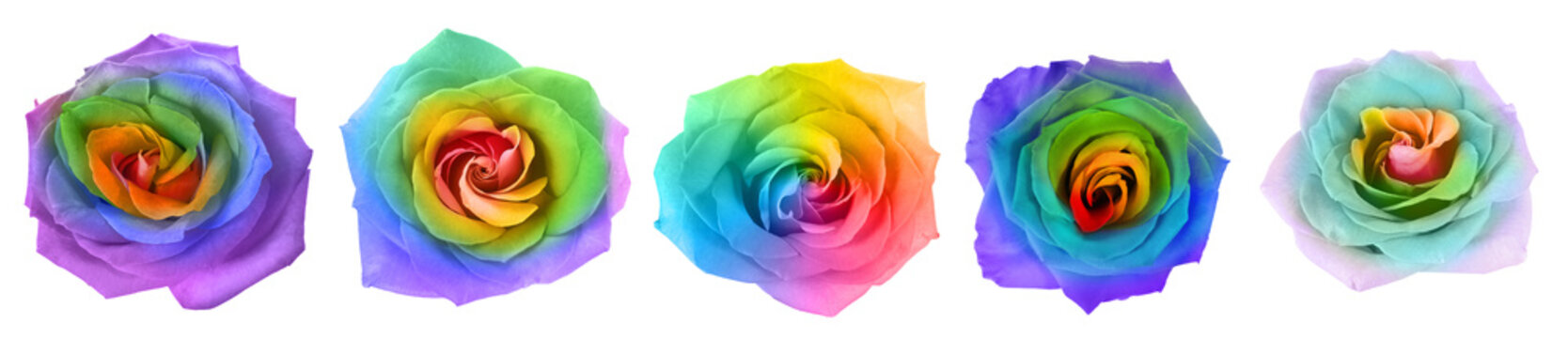 Beautiful rainbow rose flowers on white background