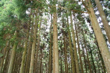 Fototapeta premium 杉林