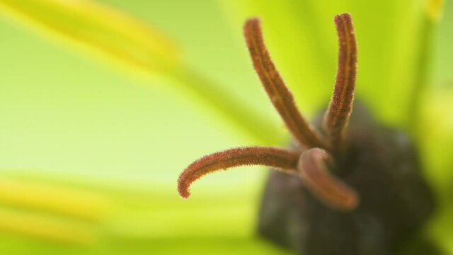 The hairy black stamen of the herb-paris flower