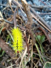 caterpillar on a branch