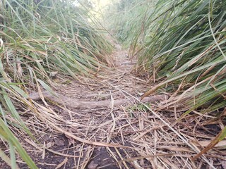 close up of grass