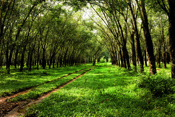 footpath in the forest