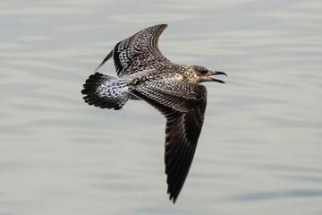 Lesser Black-backed Gull Larus fuscus Costa Ballena Cadiz