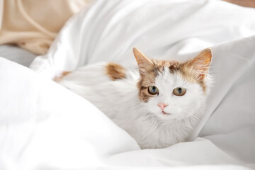 Cute cat resting on bed at home