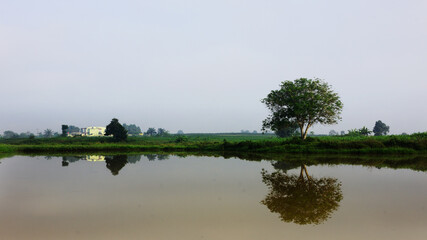 reflection of trees in the lake