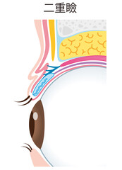 二重瞼の構造　まぶた　断面図