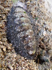 The spiny chiton (Acanthopleura echinata) in the intertidal zone of Los Organos, Peru