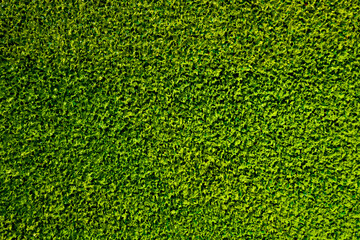Fototapeta premium Green oil Paint texture. Rough surface