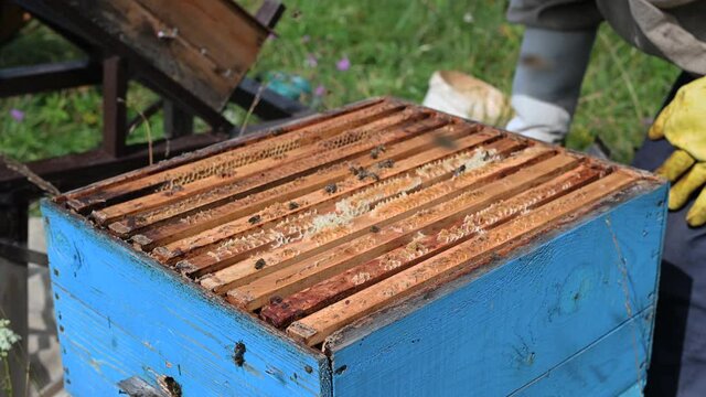 Old manual smoker in hands of a beekeeper fumigation honeycomb with bees. The theme of beekeeping and apiculture concept.