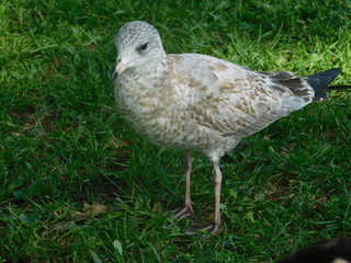 Obraz premium Mouette seagull