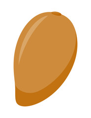 Zapote isolated on white background, flat design, fruit vector illustration