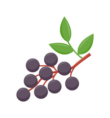 Elderberry with green leaves isolated on white background, flat design, fruit vector illustration