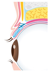 二重瞼の構造　まぶた　断面図