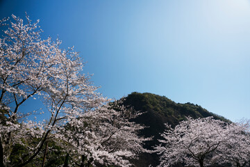 桜咲く古座の一枚岩春景色