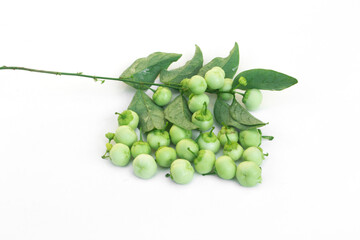 Melientha suavis Pierre isolated on white background.Melientha suavis Pierre seeds.