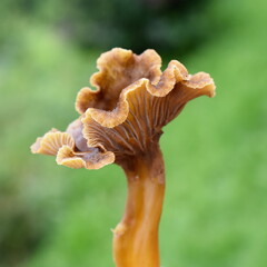 Yellowfoot chantarelles Craterellus tubaeformis against a green background