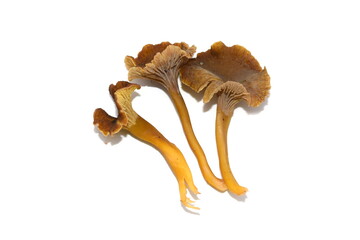 Fresh yellowfoot chantarelles Craterellus tubaeformis isolated on white background