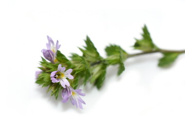 The small herb eyebright Euphrasia on white background