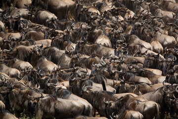 Wildebeest Migration, Masai Mara, Kenya