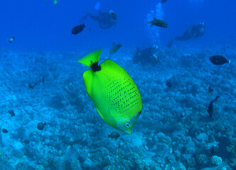 Milletseed Butterfly Fish at Molokini, Hawaii. - 377805565