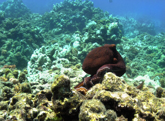 Octopus in Honolua Bay, Maui, Hawaii - 377805581