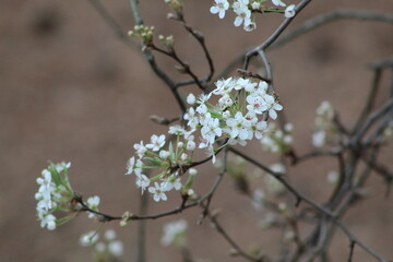 Group of white flowers on empty branches.