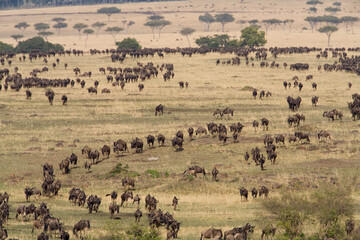 Fototapeta na wymiar Wildebeest Migration, Masai Mara Game Reserve, Kenya