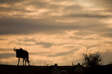 Fototapeta na wymiar Wildebeest Migration, Masai Mara Game Reserve, Kenya