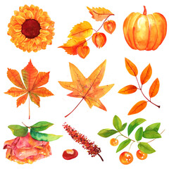 Obraz premium Autumn watercolor set. Watercolour flowers, leaves and branches, isolated on a white background