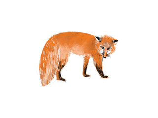Naklejka premium Hand drawn illustration of walking fox isolated on white background. Cute forest animal in sketch style