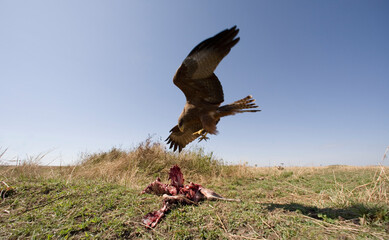 Black Kite Landing at Gazelle Kill, Masai Mara, Kenya