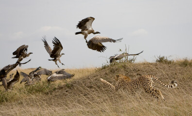 Cheetah Chasing Vultures, Masai Mara Game Reserve, Kenya © Paul