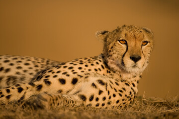 Cheetah, Masai Mara Game Reserve, Kenya