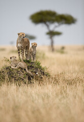 Cheetah and Cubs, Masai Mara Game Reserve, Kenya