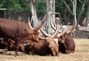 Close up Group of Ankole Watusi Lay Down on Dry Grass