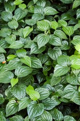 fresh green piper sarmentosum plant in nature garden