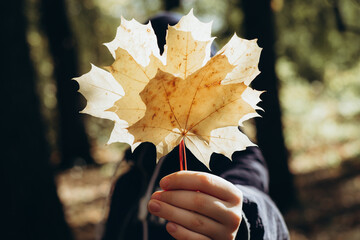 Faceless teenager holding golden maple leaves. Walk in park on sunny autumn day