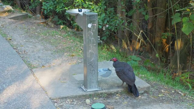 Turkey Drinking Water In Buddina - Native Bird Species In Queensland, Australia - static shot