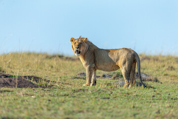 Young Male Lion in a morning light seen near Masai Mara Air Strip, Kenya, Africa