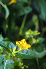 Beautiful yellow flowers of Mirabilis jalapa or The Four o’ Clock in summer garden	
