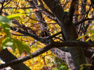 varied tit sitting on a branch. A bird sitting on a branch.
