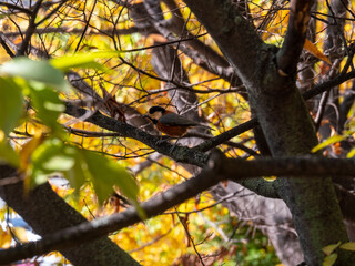 Obraz premium varied tit sitting on a branch. A bird sitting on a branch.