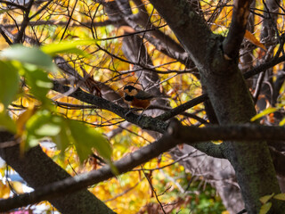 varied tit sitting on a branch. A bird sitting on a branch.